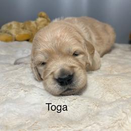 Toga - Golden female Golden Retriever puppy in New Ringgold, Pennsylvania from Hawk Mountain Doodles