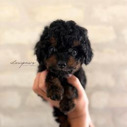 RAPHAEL - Phantom male Goldendoodle puppy in Ivins Utah, Utah from Luxi Paws Doodles