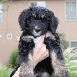 Scout - Phantom female Bernedoodle puppy in Eagle Mountain, Utah from Fur Real Puppies.