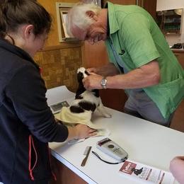 English Springer Spaniel Puppies from Exploding Feathers