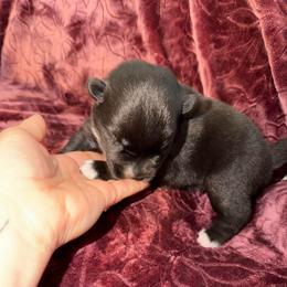 Brooklyn - Black and white female Pomsky puppy in La Vergne, Tennessee from Atencio Pomsky
