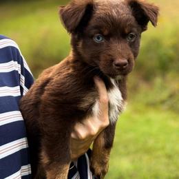 Donkey Kong - Red tri-color male Australian Shepherd puppy in Tyner, Kentucky from Lil’ Town Aussies