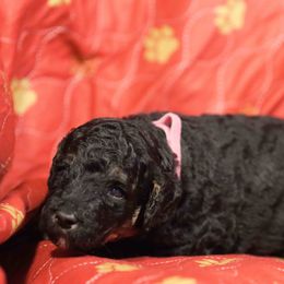 June-pink collar - Phantom female Poodle puppy in Leonard, Texas from Deblyns Poodles
