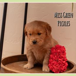 Pickles - Dark golden female Golden Retriever puppy in Driggs, Idaho from SK Golden Retrievers