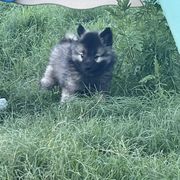 Keeshond Puppies from Kozy Keeshonden