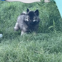 Keeshond Puppies from Kozy Keeshonden