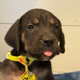 Jebediah - Black male Great Dane puppy in Hutchinson, Kansas from Dappled Danes