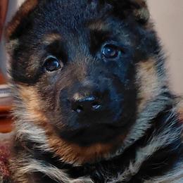 Deka - Black and red female German Shepherd puppy in Nokesville, Virginia from Blauen Bergen