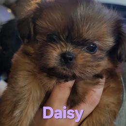 Daisy - Gold female Shih Tzu puppy in Peoria, Arizona from Shihtzucircusaz