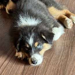 Girl # 3 - Black tri-color Australian Shepherd puppy in Oregon from Royal Australian Shepherds