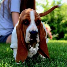 Hulu - Mahogany and white female Basset Hound puppy in Pollock, Missouri from Northstar