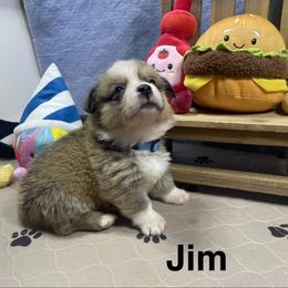 Jim - Sable male Pembroke Welsh Corgi puppy in Apison, Tennessee from Ashmore Corgis