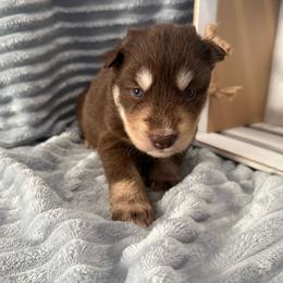 Queen - Red and white female Siberian Husky puppy in London, Ohio from Rose Trail Siberian’s