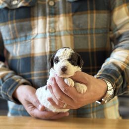 Girl 4 - Brown female Lagotto Romagnolo puppy in Sugar Valley, Georgia from Pinnacle Farm and Kennel