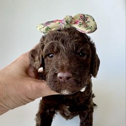 Muffin - Chocolate female Goldendoodle puppy in Pulaski, Tennessee from Doodle My Heart