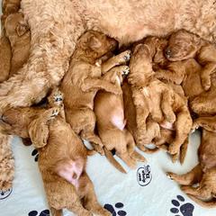 Irish Doodle Puppies from FitzPatricks Doodles