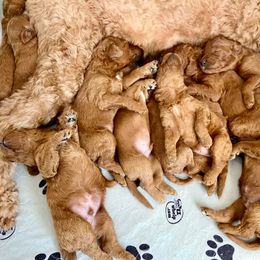 Irish Doodle Puppies from FitzPatricks Doodles