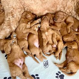 Irish Doodle Puppies from FitzPatricks Doodles