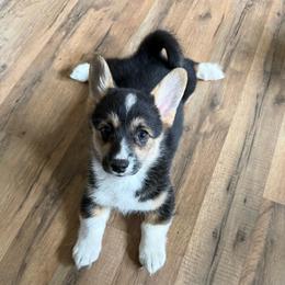 Jasmine - Black and tan female Pembroke Welsh Corgi puppy in Saint Johns, Florida from Colebrooke Farm