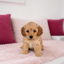 Honey - Apricot female Maltipoo puppy in St. George, Utah from Winchester Hills Poodles and Doodles