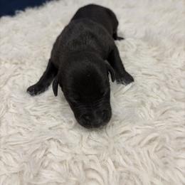 Gravy - Black male Whippet puppy in Fort Myers, Florida from Rainbow Whippets