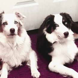 Australian Shepherds from Skye Blue Aussies