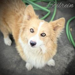 Bunny - Pembroke Welsh Corgi