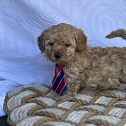 Washington - Apricot male Goldendoodle puppy in Graham, North Carolina from Geise Meadow Doodles
