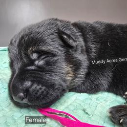 Pink - Black and red female German Shepherd puppy in Tony, Wisconsin from Muddy Acres German Shepherds