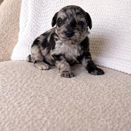 Zella - Merle female Sheepadoodle puppy in Fort Myers, Florida from Daisy Doodles LLC