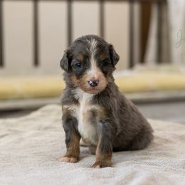 Milky Way - Blue merle female Bernedoodle puppy in Eureka, Illinois from Joley Aire Family Dogs