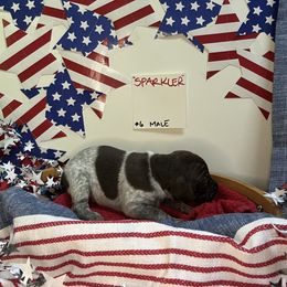 Boy 5 - Liver roan male German Shorthaired Pointer puppy in Mineral, Virginia from Blue Kai Kennels