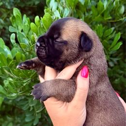 Boy 1 - Red fawn male Bullmastiff puppy in San Antonio, Texas from Blushing Dawn Bullmastiffs