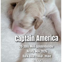 Captain America Dark Blue Collar - Parti male Goldendoodle puppy in Fort Worth, Texas from Stacy Warwick