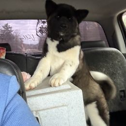 Akita Puppies from Majestic Valley Farms