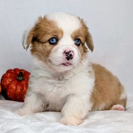 Willie aka Rocky - Sable merle and white male American Corgi puppy in Clarksville, Tennessee from Cold Creek Family Farm LLC
