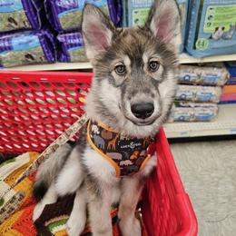 Native American Indian Dog Puppies from Turtle Island NAIDs