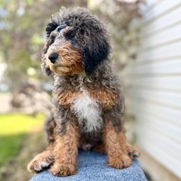 Prince Florian - Merle male Bernedoodle puppy in Highland, Utah from Angel Pups Deluxe