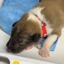 Red collar - Sable and white male Collie puppy in Norris City, Illinois from Hoskins Collies