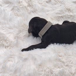 Grey- Augustus - Brown male Poodle puppy in Copperas Cove, Texas from Poodles of Valor