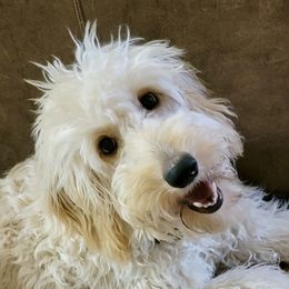 Charlee - Goldendoodle