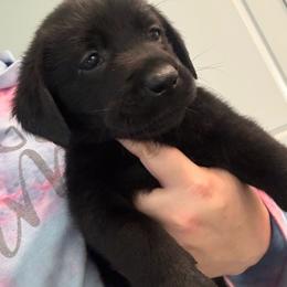 Yellow - Black male Labrador Retriever puppy in Menifee, California from The Golden Leash Kennels