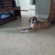 Boy 1 "The Face" - Brown Black Mouth Cur puppy in Seminole, Florida from Black Mouth Cur Obsession