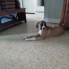 Boy 1 "The Face" - Brown Black Mouth Cur puppy in Seminole, Florida from Black Mouth Cur Obsession
