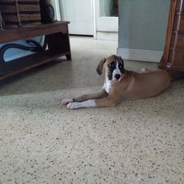 Boy 1 "The Face" - Brown Black Mouth Cur puppy in Seminole, Florida from Black Mouth Cur Obsession