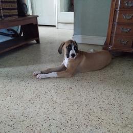 Boy 1 "The Face" - Brown Black Mouth Cur puppy in Seminole, Florida from Black Mouth Cur Obsession