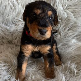 Lodi's - Black and tan female Airedale Terrier puppy in Huntersville, North Carolina from Cool Hand Luke Kennels