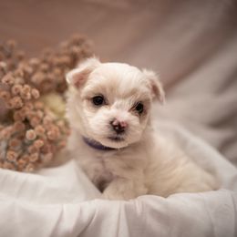 Journey - White female Morkie puppy in Waldron, Arkansas from Kay’s Cutie Poos