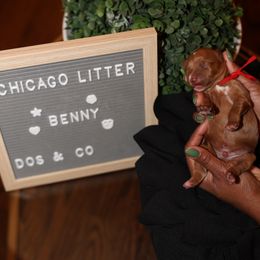 Benny The Bull - Goldendoodle puppy from Dos&CoKennels