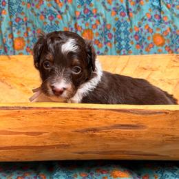 Jinu (purple) - Red tri-color male Aussiedoodle puppy in Watertown, Wisconsin from Little Bear Paws Aussiedoodles